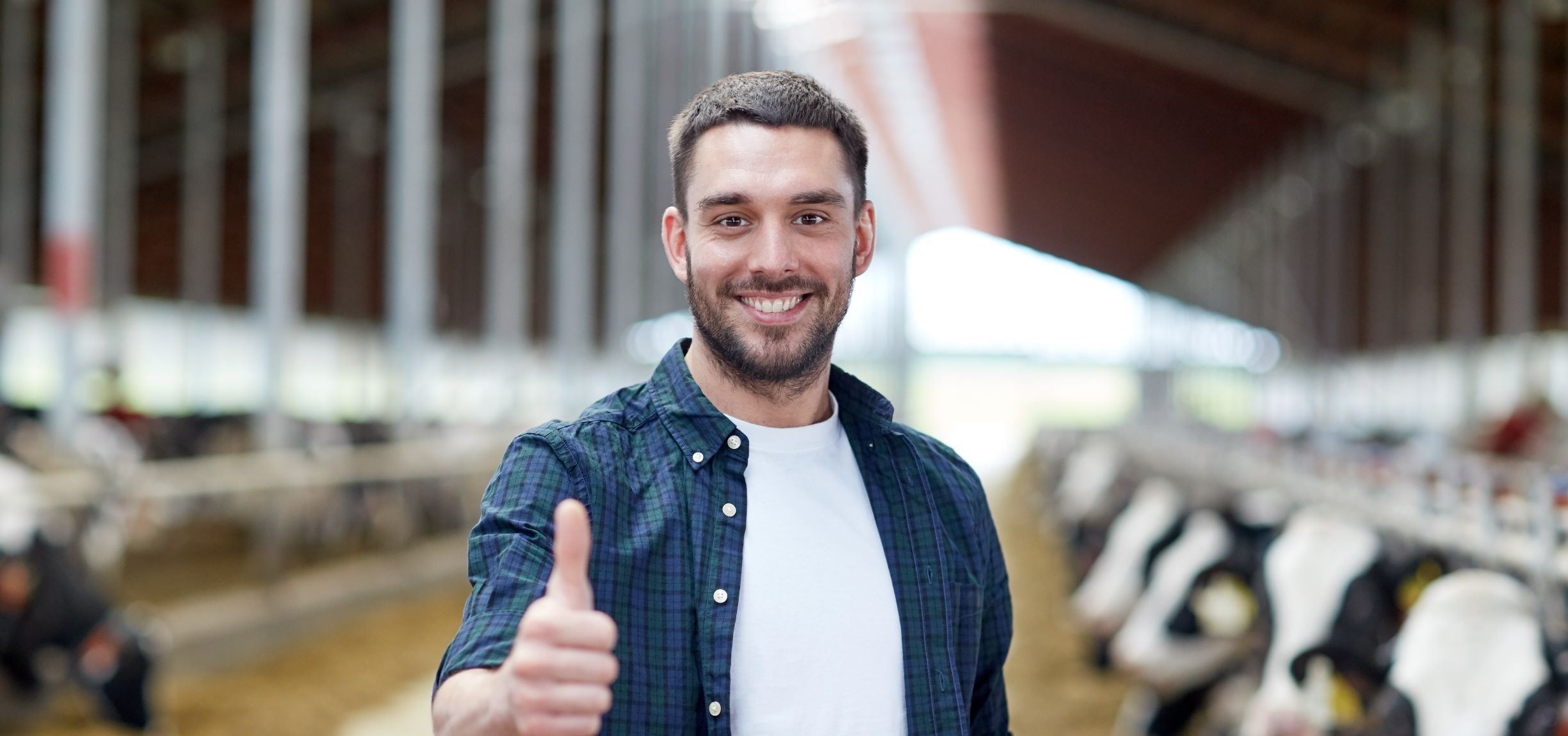 Man giving thumbs up in a barn. Cattle are lined up behind him eating hay.